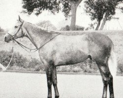 stallion Fastnet Rock xx (Thoroughbred, 1947, from Ocean Swell xx)