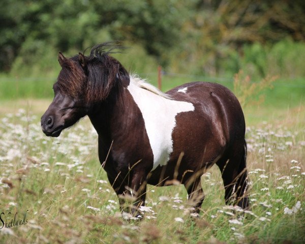 Pferd Odi (Shetland Pony, 2011, von Othello)