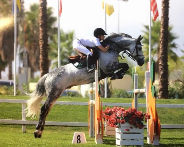 Springpferd Hooligan (Zangersheide Reitpferd, 2007, von Heartbreaker)