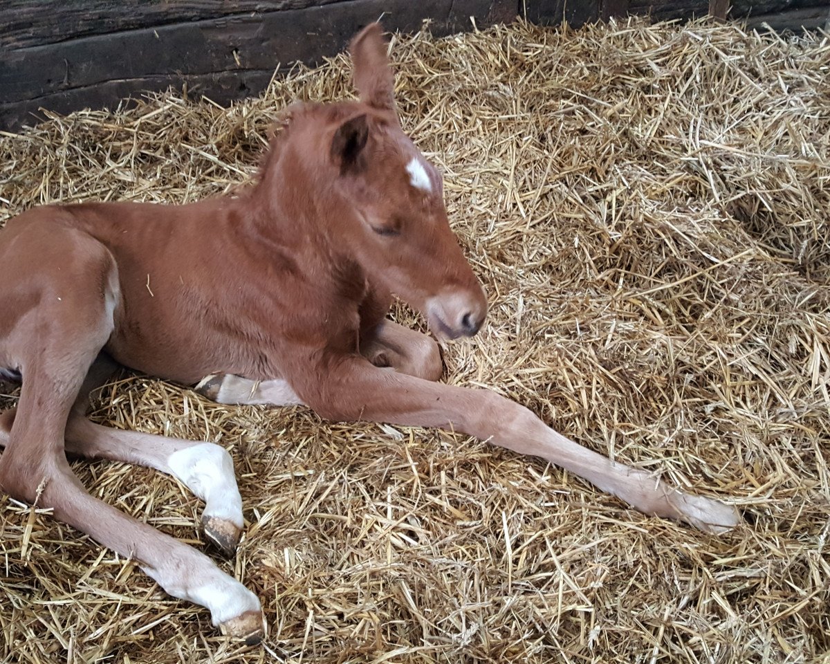 horse Valendero H (Rhinelander, 2018, from Vitalis)
