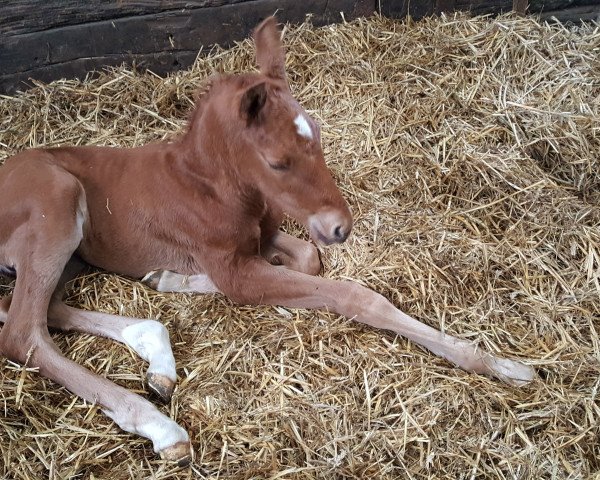 horse Valendero H (Rhinelander, 2018, from Vitalis)
