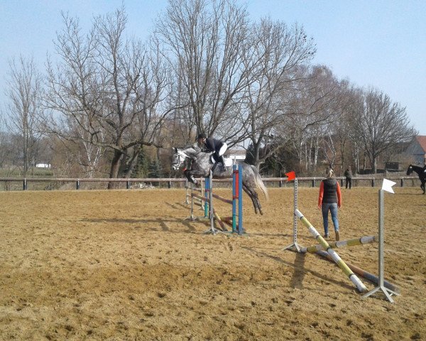 jumper Finesse d'esprit 3 (Holsteiner, 2011, from Cassito)