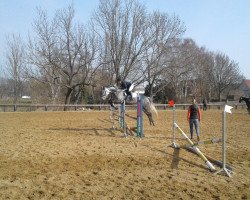 jumper Finesse d'esprit 3 (Holsteiner, 2011, from Cassito)