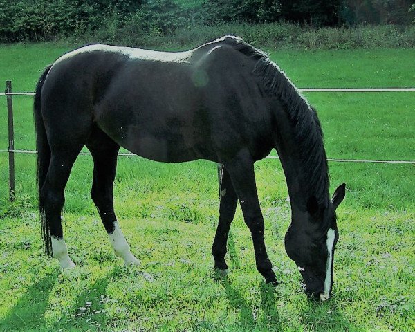dressage horse Momo 82 (Bavarian, 1996, from Matador II 53 FIN)