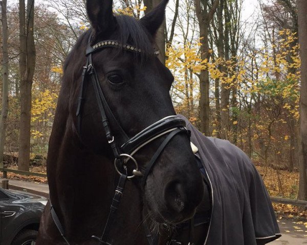 dressage horse Fritz (Oldenburg, 2006, from Farewell III)