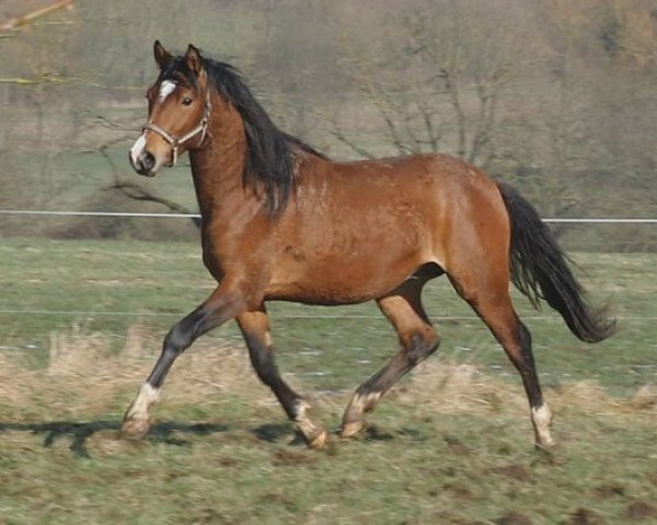 horse Make Me Happy (German Riding Pony, 2016, from The Braes My Mobility)