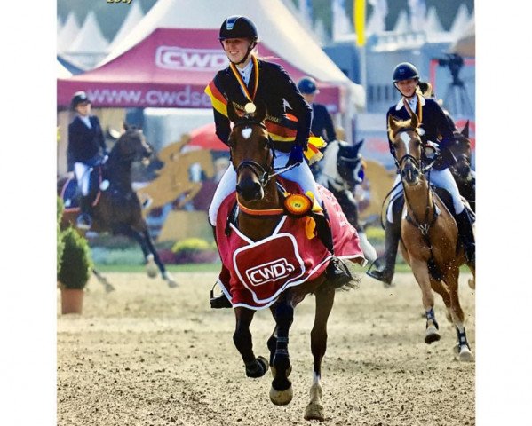 Springpferd Da Capo 226 (Deutsches Reitpony, 2012, von Duncan 86)