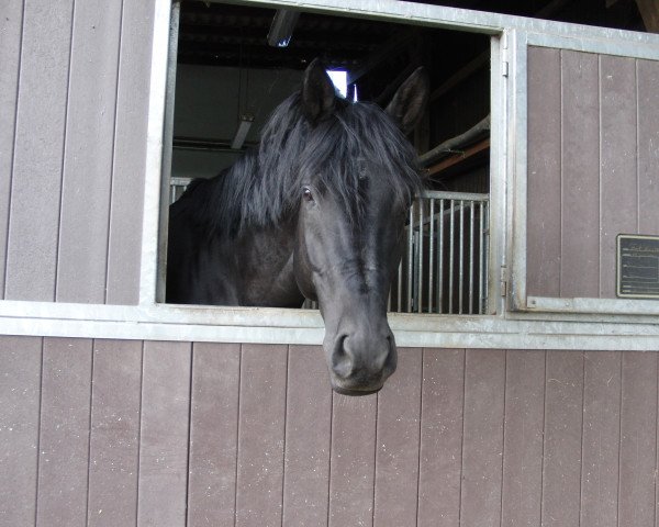 Dressurpferd Herzenswusch (Trakehner, 2007, von Tambour)