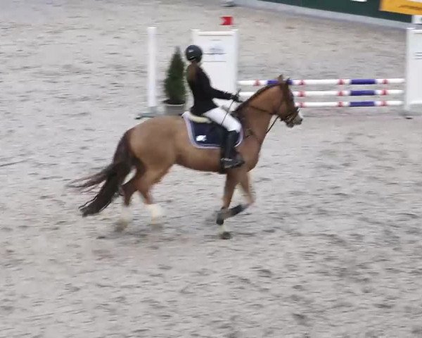 Hallenspringen Oberriet 2018