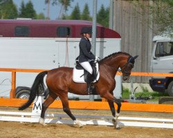 broodmare Cathy (Westphalian, 2009, from Captain Fire)