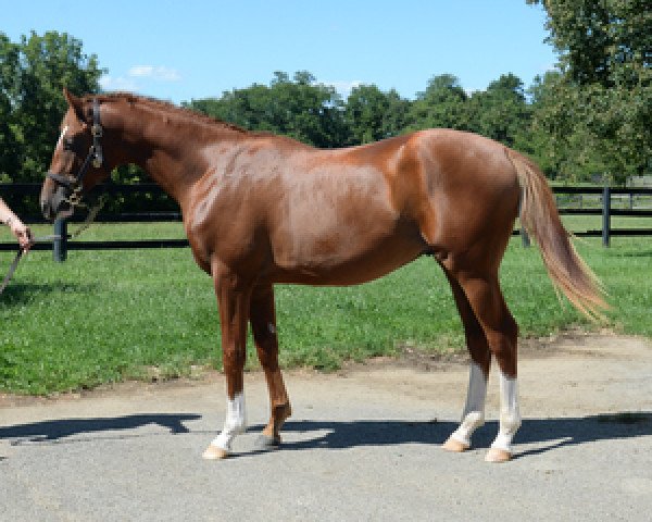 Pferd Lady Primrose xx (Englisches Vollblut, 2014, von Hansen xx) Pferd Lady Primrose xx (Englisches Vollblut, 2014, von Hansen xx)