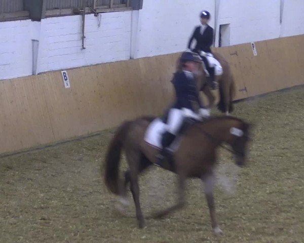 Reitturnier Datteln 2021