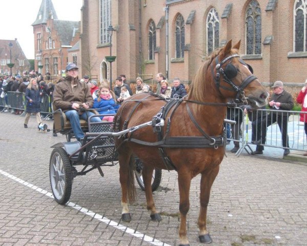 broodmare Kantje's Paola (Belgian Riding Pony, 1997, from Priory Prickle)