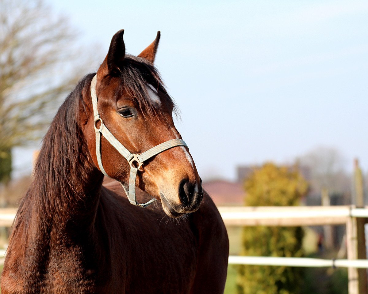 Cavallo Solaris D (Westfale, 2016, di Samico F)