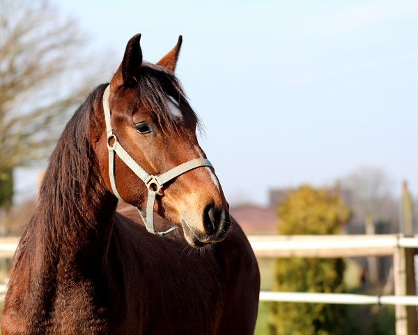 Pferd Solaris D (Westfale, 2016, von Samico F)