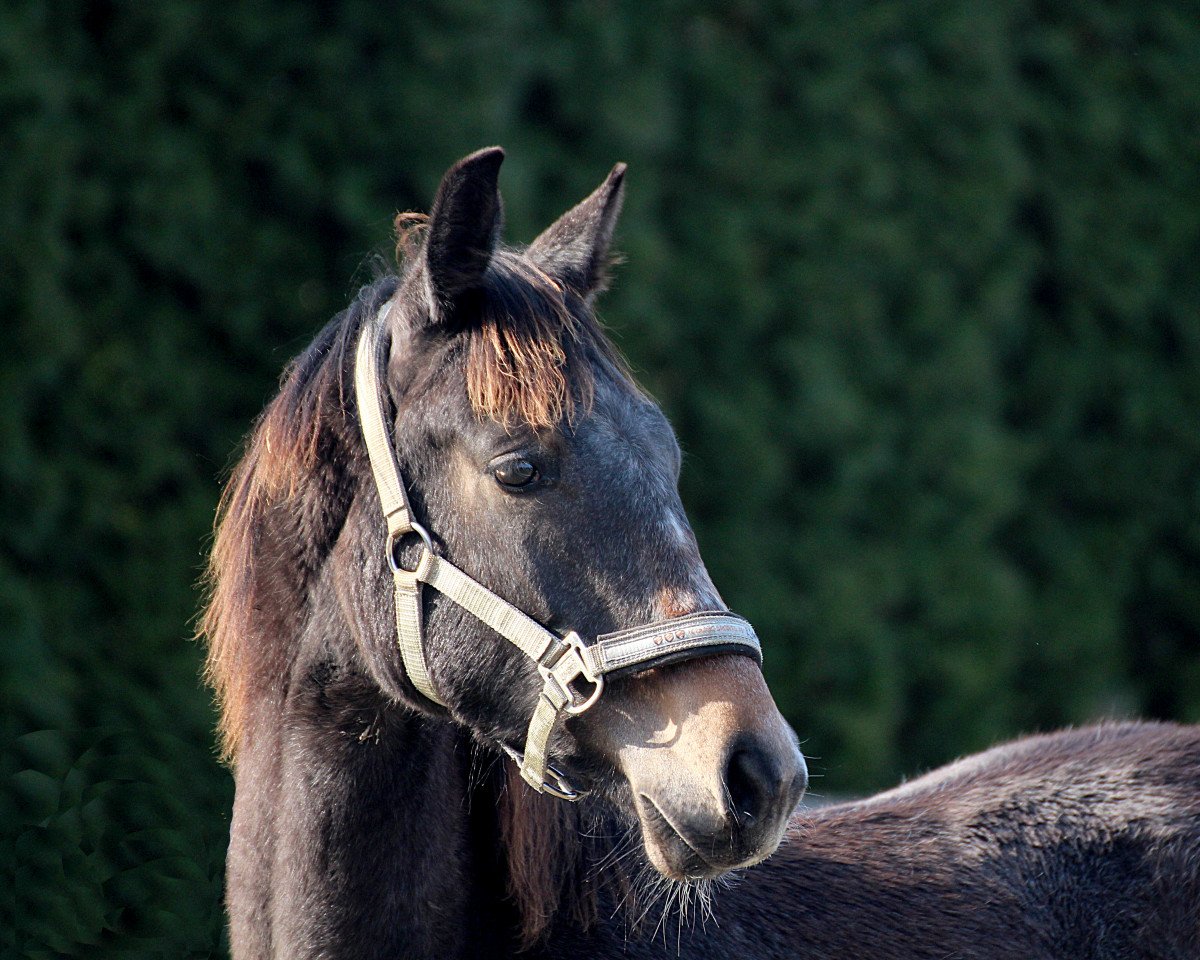 horse Baloufino (Westphalian, 2017, from Balous Bellini)