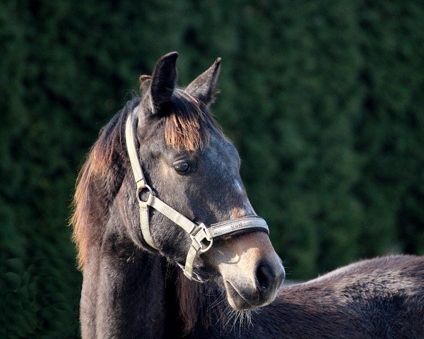horse Baloufino (Westphalian, 2017, from Balous Bellini)