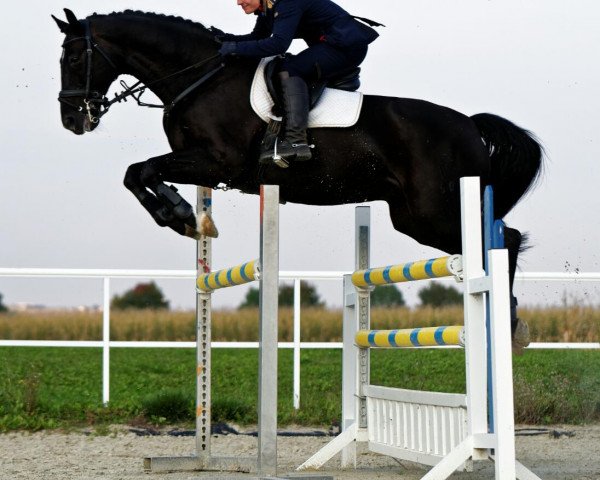 dressage horse Rimmon Hadad (Westphalian, 2005, from Rubinero 2)