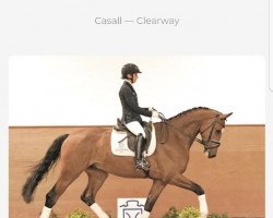 Springpferd Calif CR (Holsteiner, 2013, von Casall Ask)