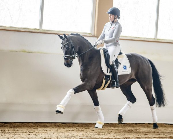 horse Sonrisa (Westphalian, 2014, from Scuderia) horse Sonrisa (Westphalian, 2014, from Scuderia)