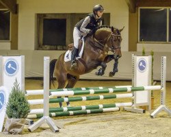 Springpferd Little big man 42 (Oldenburger Springpferd, 2014, von Lyjanero)