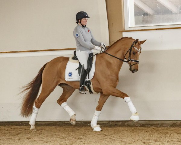 Caballo Belami (Westfaliano, 2014, de Belissimo NRW)