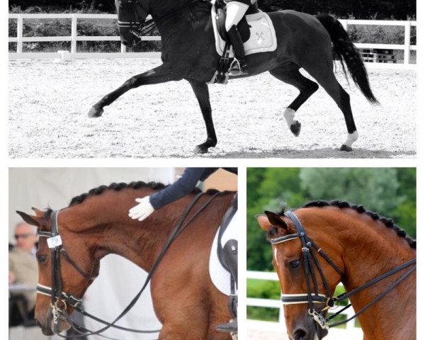 dressage horse Welserin (Hanoverian, 2005, from Welser)