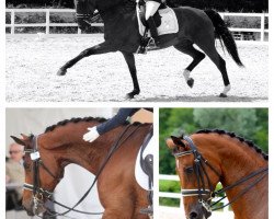 dressage horse Welserin (Hanoverian, 2005, from Welser)