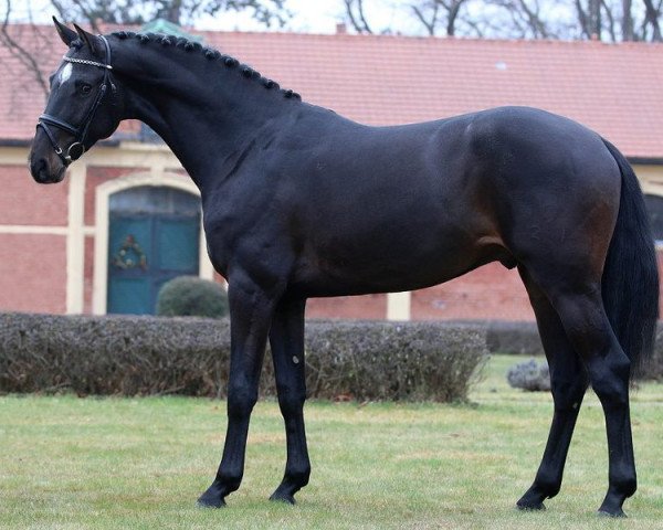 stallion 2465 Casual (Holsteiner, 2015, from Casall Ask)