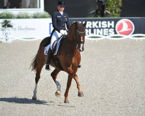 dressage horse Derano 7 (Hanoverian, 2005, from De Niro)