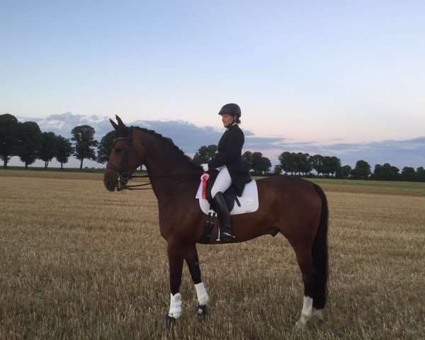 dressage horse Pellegrino 45 (Westphalian, 2007, from Prinz Wilhelm)