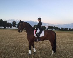 dressage horse Pellegrino 45 (Westphalian, 2007, from Prinz Wilhelm)