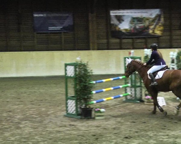 Reitturnier Mannheim-Neckarau 2018