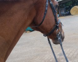 dressage horse Be Beau (Westphalian, 1998, from Beltain)