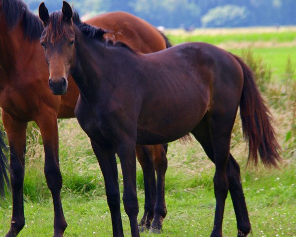 horse Roxanne BB (Oldenburg, 2015, from Tolegro)