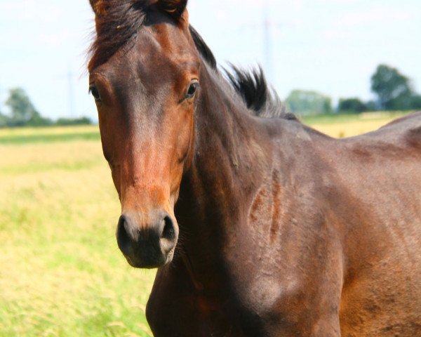 Dressurpferd Tolegro's son BB (Oldenburger, 2015, von Tolegro)
