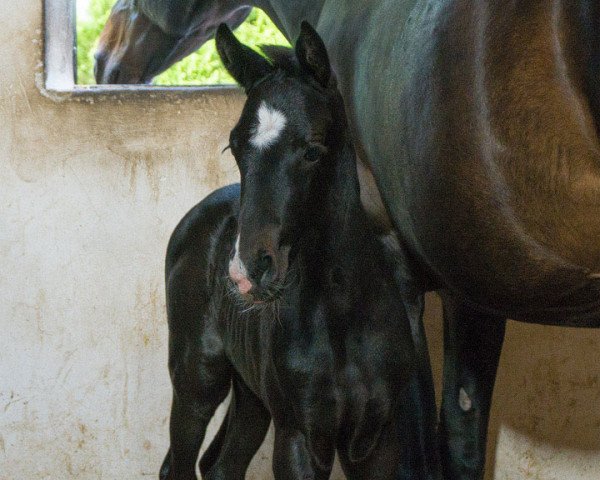 horse ToDieFor BB (Oldenburg, 2016, from Tolegro)