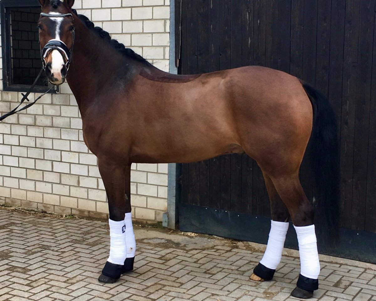 Pferd Bumblbee (Rheinländer, 2013, von Bretton Woods)