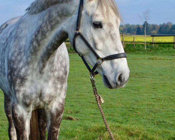 jumper Lysander 123 (Hanoverian, 2012, from Levisonn 208 FIN)