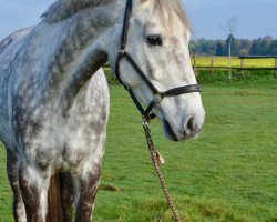 jumper Lysander 123 (Hanoverian, 2012, from Levisonn 208 FIN)