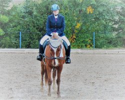 jumper Lovestory 2 (German Riding Pony, 1996, from Aldan)