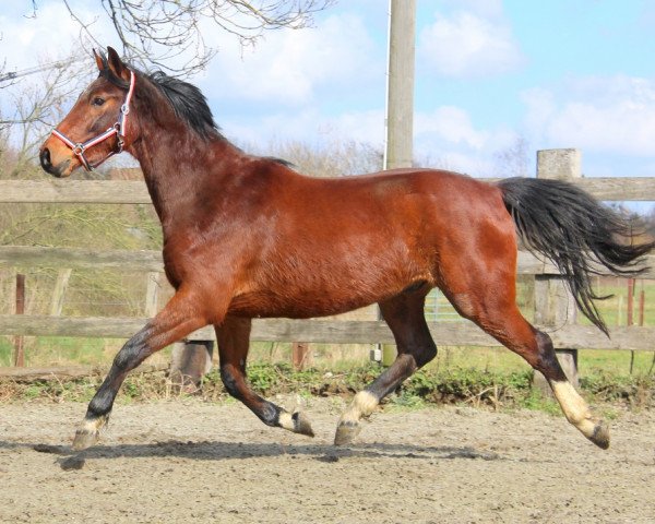 horse Jidane (KWPN (Royal Dutch Sporthorse), 2014, from Cidane)