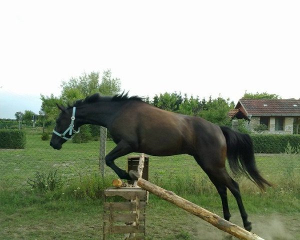 horse Rumero 2 (German Sport Horse, 2006, from Rubinero 2)