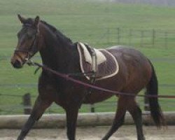 jumper Magic de la Cabuse CH (Swiss Warmblood, 2009, from Donnerknall-Ben)