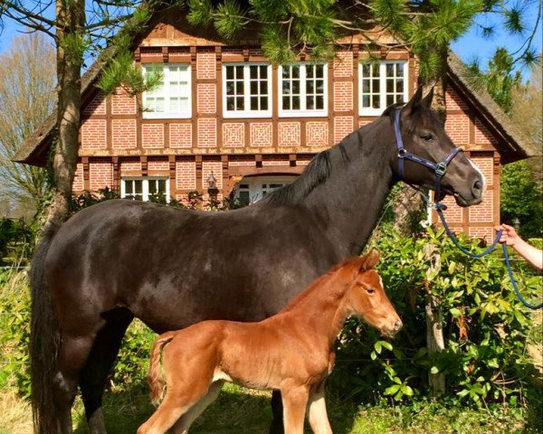 broodmare Cookie Island (Oldenburg, 2008, from De Niro)