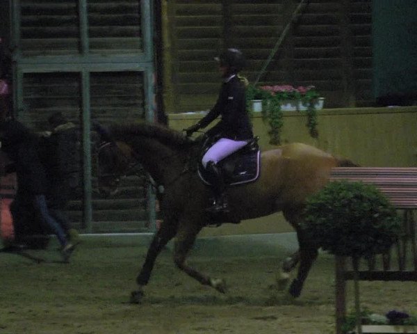 Reitturnier Mannheim-Neckarau 2018