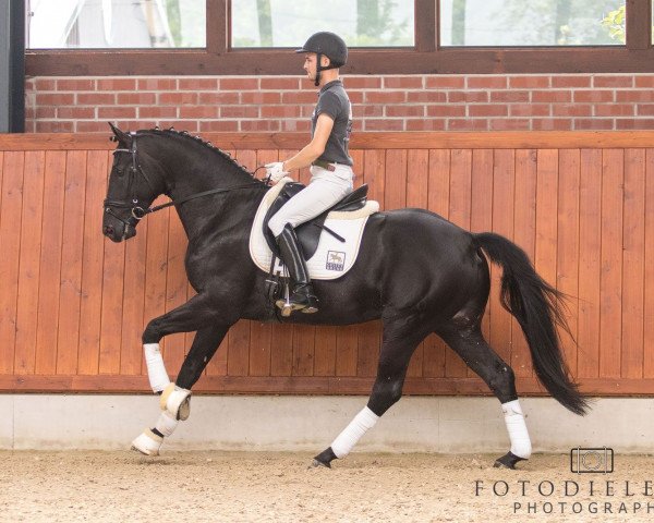 horse Trésor Noir (Oldenburg, 2014, from Totilas)