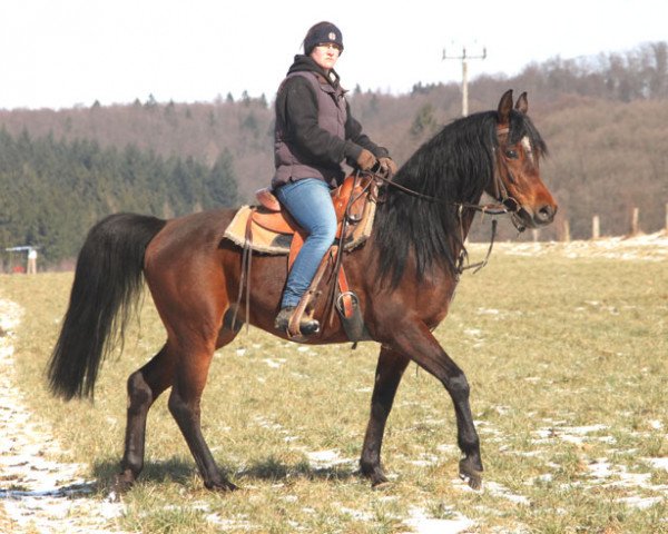 horse Eukor (Arabian purebred, 2013, from Kahil Al Shaqab ox)