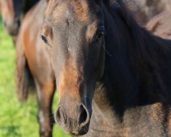 Dressurpferd Vivienne BB (Oldenburger, 2015, von Valeron)