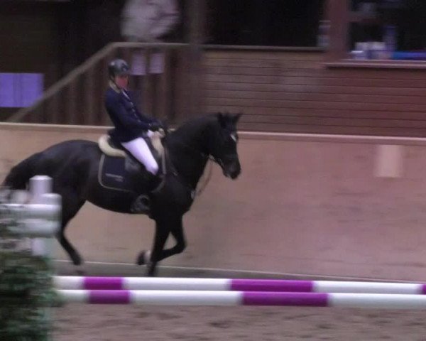 Reitturnier Mannheim-Neckarau 2018